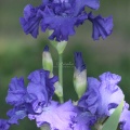 tall bearded iris flower 093