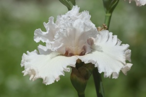 tall bearded iris flower 316