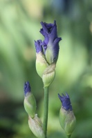 tall bearded iris flower buds 100