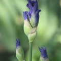 tall bearded iris flower buds 100