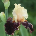 tall bearded iris flowers 106