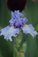 tall bearded iris flowers 115