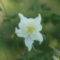 white columbe flower 058