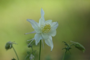 white columbine flower 056