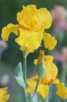 yellow bearded iris flower 024