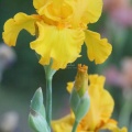 yellow bearded iris flower 024
