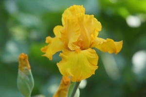 yellow tall bearded iris flower 021
