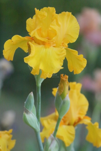 yellow tall bearded iris flower 023.jpg