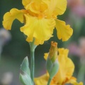 yellow tall bearded iris flower 023
