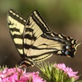 swallowtail butterfly 223.jpg
