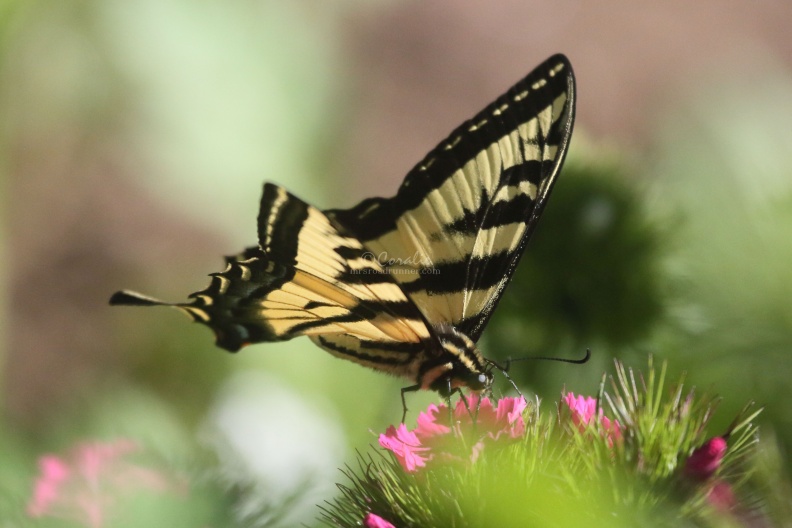 swallowtail butterfly 230.jpg