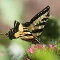 swallowtail butterfly 230