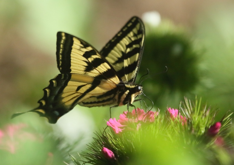 swallowtail butterfly 232.jpg
