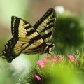 swallowtail butterfly 232