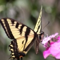 yellowtail butterfly on the sweet william flowers 1193.jpg