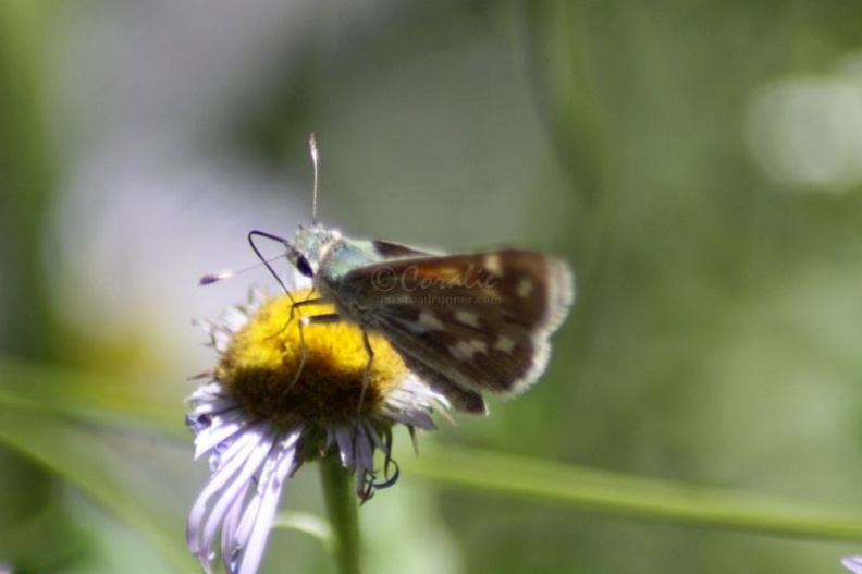 Common Checkered Skipper Butterfly 448.jpg