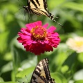 Yellow Swallowtail Butterfly on a Zinnia Flower 1111.jpg