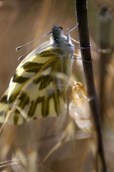 3 green-veined white Pieris napi butterfly 720.jpg