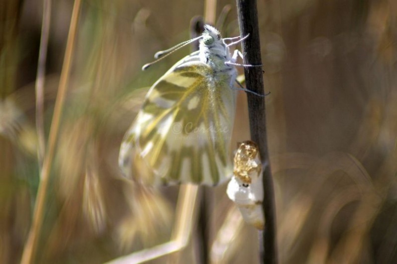 6 green-veined white Pieris napi butterfly 886.jpg