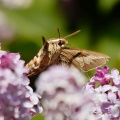 hawk moth 2.jpg
