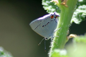 1 Gray Hairstreak Butterfly laying eggs 016