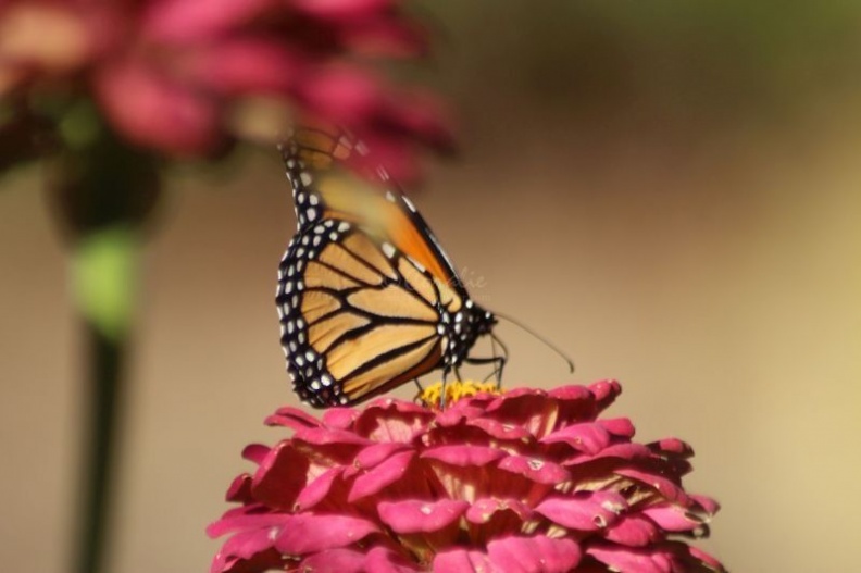 Monarch Butterfly 095.jpg