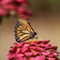 Monarch Butterfly 095