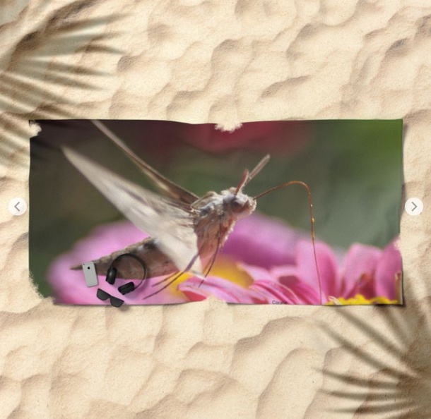 Colorful Moth on a Zinnia Flower Beach Towel 2.jpg