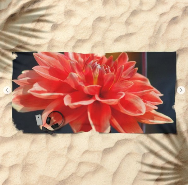 portrait of a dahlia bloom Beach Towel 2.jpg