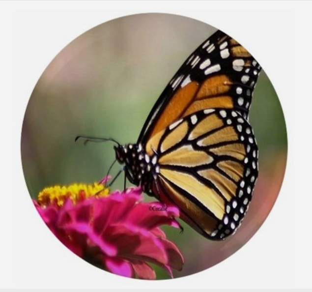 Monarch Butterfly Button.jpg