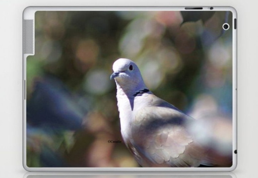 Laptop iPad Skin - display this album Laptop iPad Skin