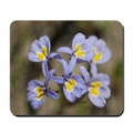 central_oregon_wild_flowers_mousepad.jpg