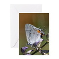 gray hairstreak butterfly greeting cards