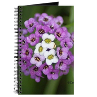 alyssum small  flower bloom 142 journal