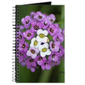 alyssum small  flower bloom 142 journal.png