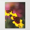 Colorful Daisy Flowers Notebook2