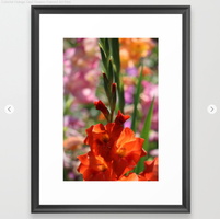 Colorful Orange Glad Flowers Framed Art Print
