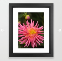 dahlia flower in the flower bed Framed Art Print