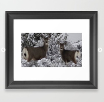Mule Deer in the Oregon Snow Framed Art Print