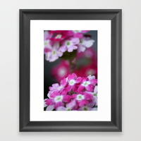 pink-white-verbena-flowers-framed-prints