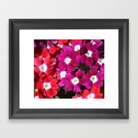 verbena-flowers-framed-prints