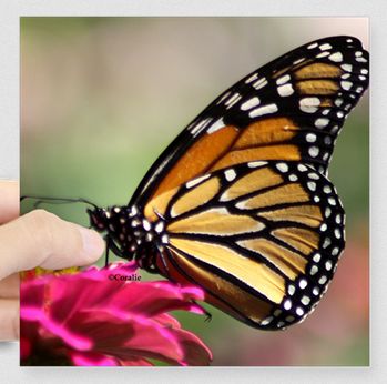 Monarch Butterfly Button square.jpg