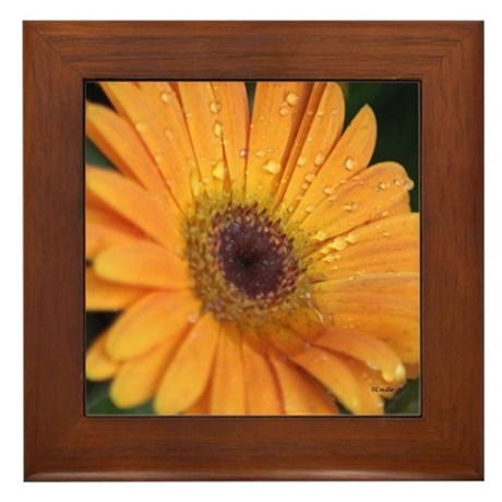 colorful_chrysanthemum_flower_framed_tile.jpg