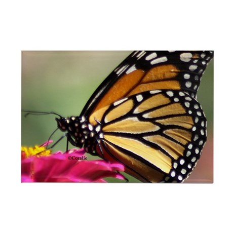 monarch_butterfly_s_magnets.jpg