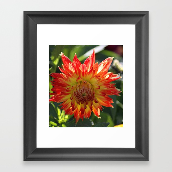 fire-in-the-sky-dahlia-flower-096-framed-prints.jpg