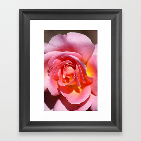 pink-yellow-rose-flower-framed-prints.jpg
