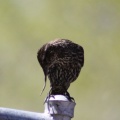 1 Deformed Pacific Northwest Bird 2451