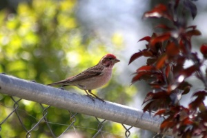 Cassins Finch Bird 011