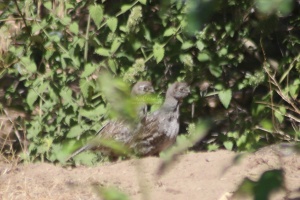 Chukar or Grouse bird 1053