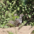 Chukar or Grouse bird 1053